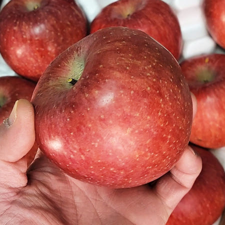 경북 부사 사과 2kg 5kg 10kg 청송 못난이사과 흠과