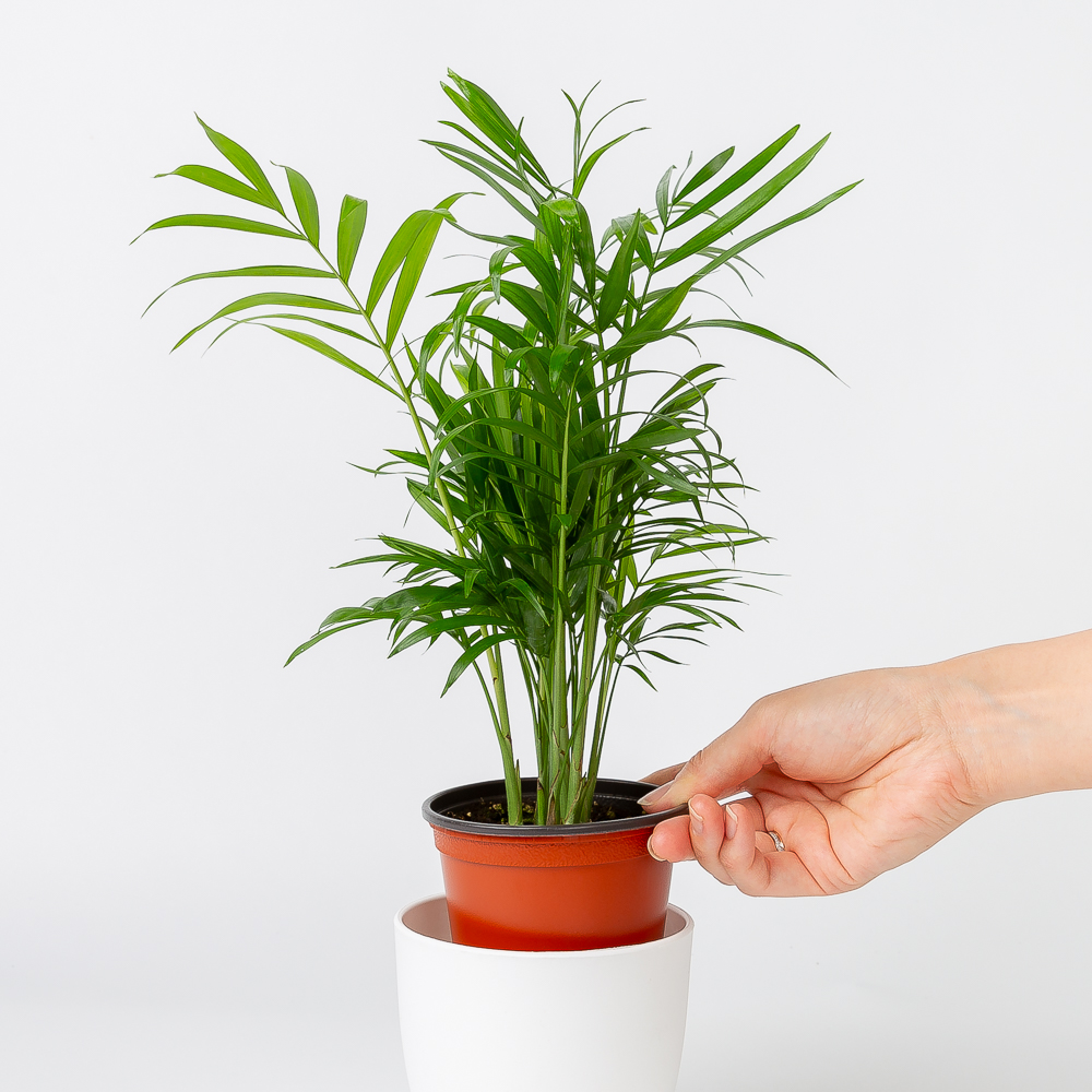 테이블야자 플랜테리어 화초 키우기 쉬운 음지 반려식물 인테리어 넝쿨 덩굴 실내공기정화식물