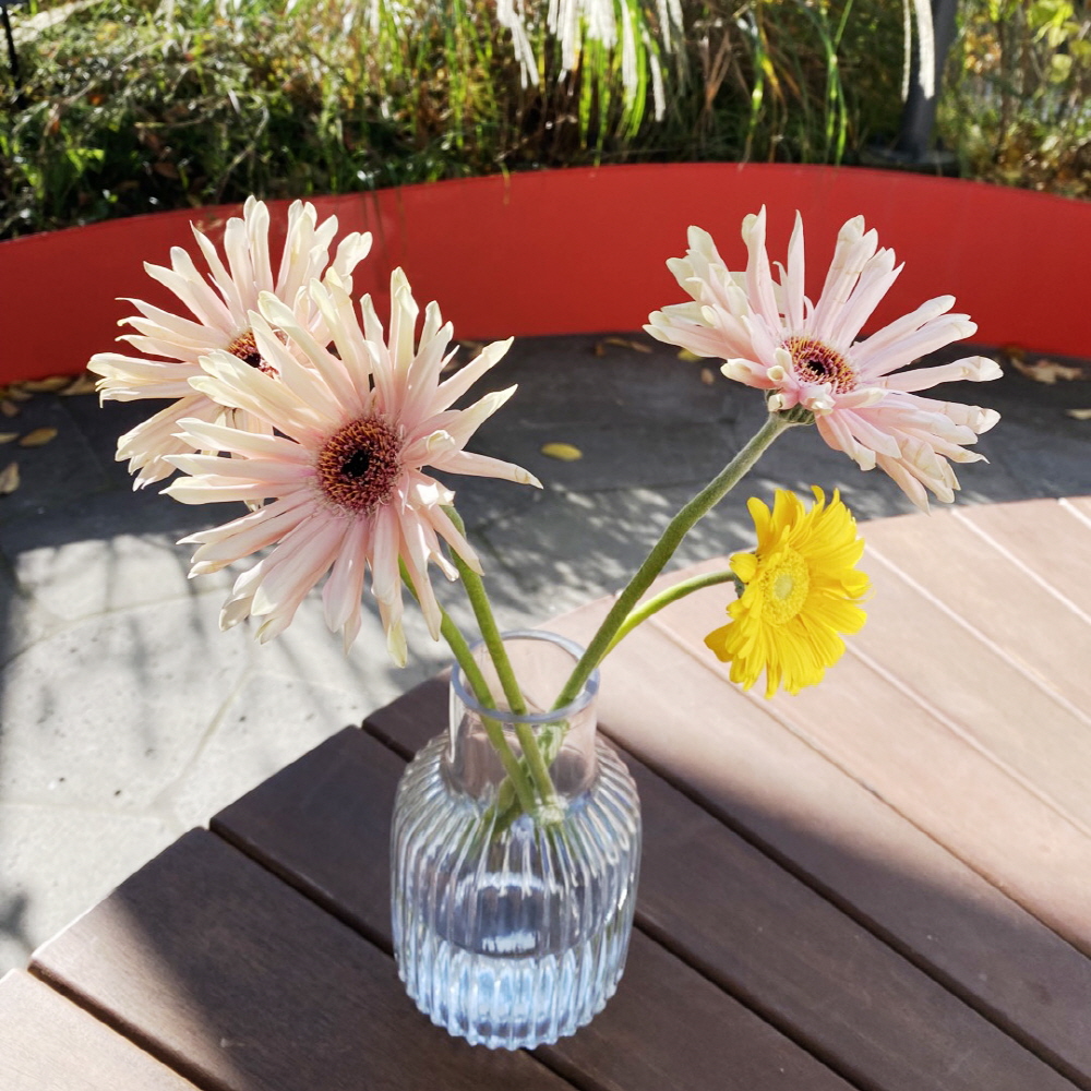 파스타 거베라 한송이 꽃정기구독 생화택배 양재꽃시장 이미지 4