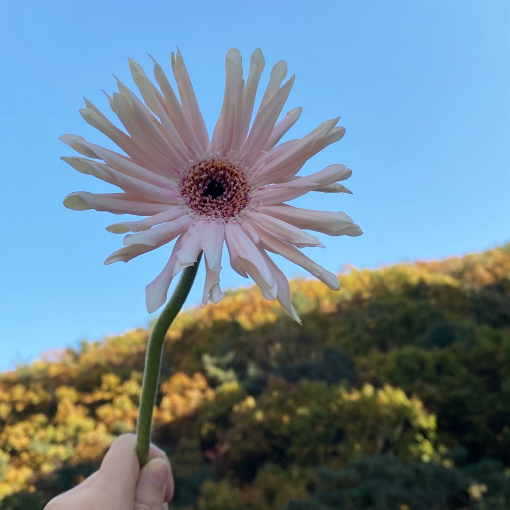 파스타 거베라 한송이 꽃정기구독 생화택배 양재꽃시장 이미지 2