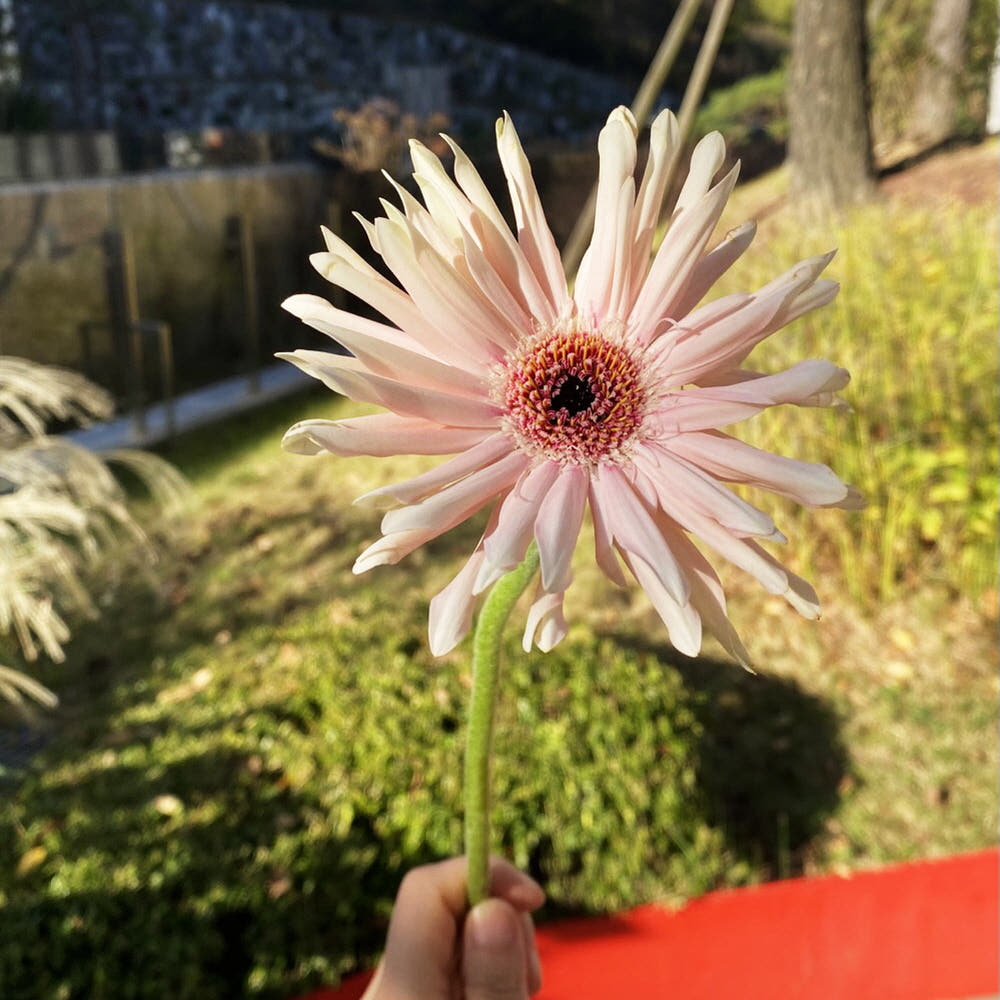 오후의 꽃 파스타 거베라 한송이 꽃정기구독 생화택배