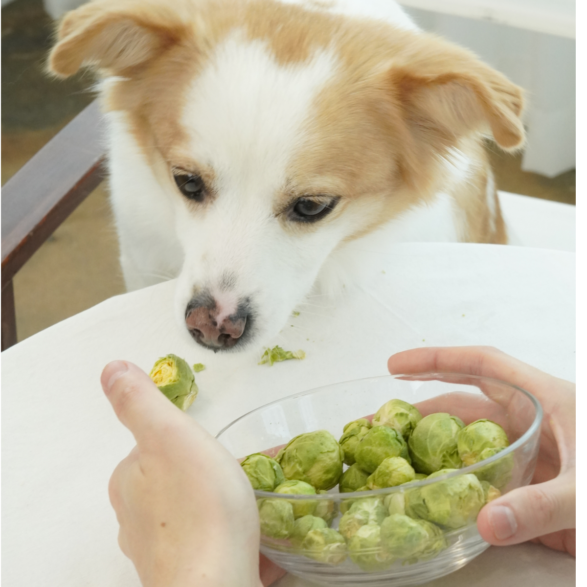 트러스티푸드 동결건조 야채간식 방울양배추 40g 강아지 위건강 저지방 저알러지 혈당조절