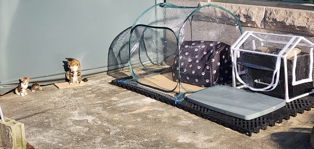 길고양이집 길냥이 겨울집 실외 급식소 방풍 방수 비닐 하우스 텐트