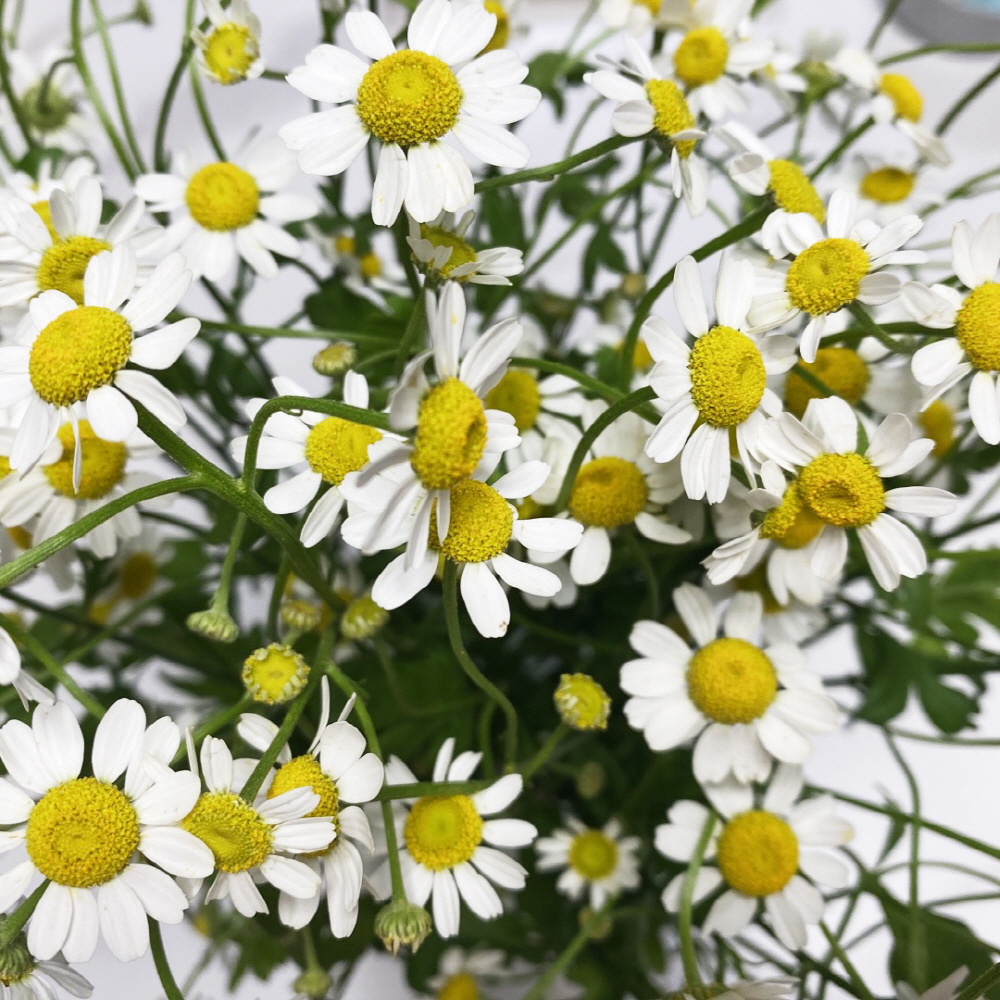 마트리카리아 꽃다발 꽃배달싼곳 꽃시장 생화택배