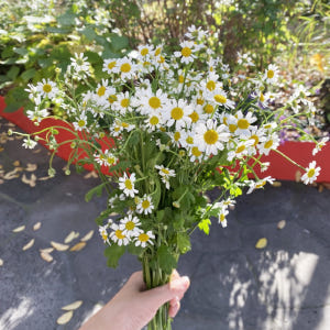 마트리카리아 꽃다발 꽃배달싼곳 꽃시장 생화택배 솔직 후기 | 실사용자 리뷰 분석 - 상품 이미지 1