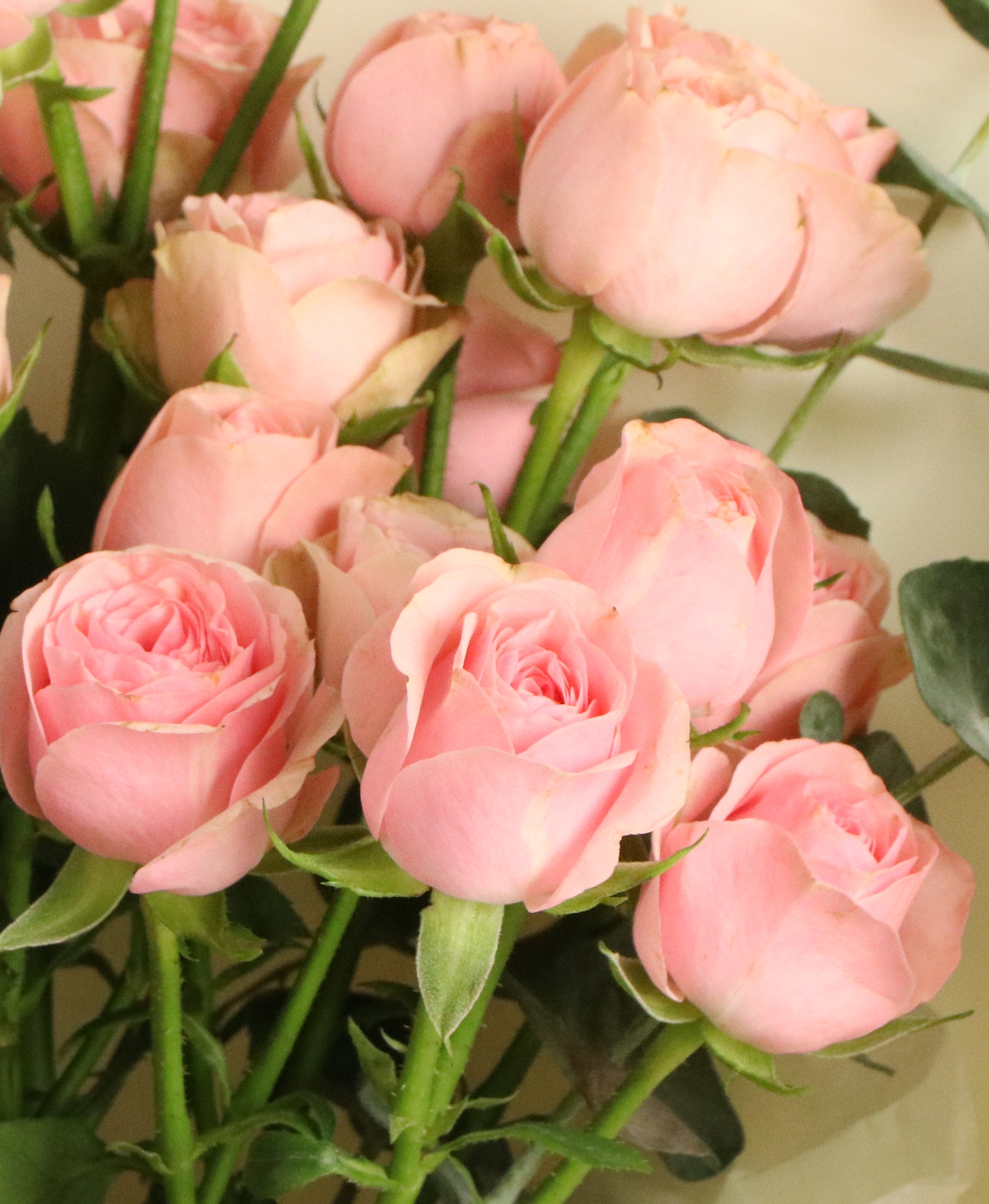 미니 핑크로즈 꽃다발, 장미 자나 생화 장미꽃 생일 졸업 입학 봄 여름 가을 겨울 이미지 3