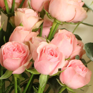 미니 핑크로즈 꽃다발, 장미 자나 생화 장미꽃 생일 졸업 입학 봄 여름 ... 솔직 후기 | 실사용자 리뷰 분석 - 상품 이미지 3