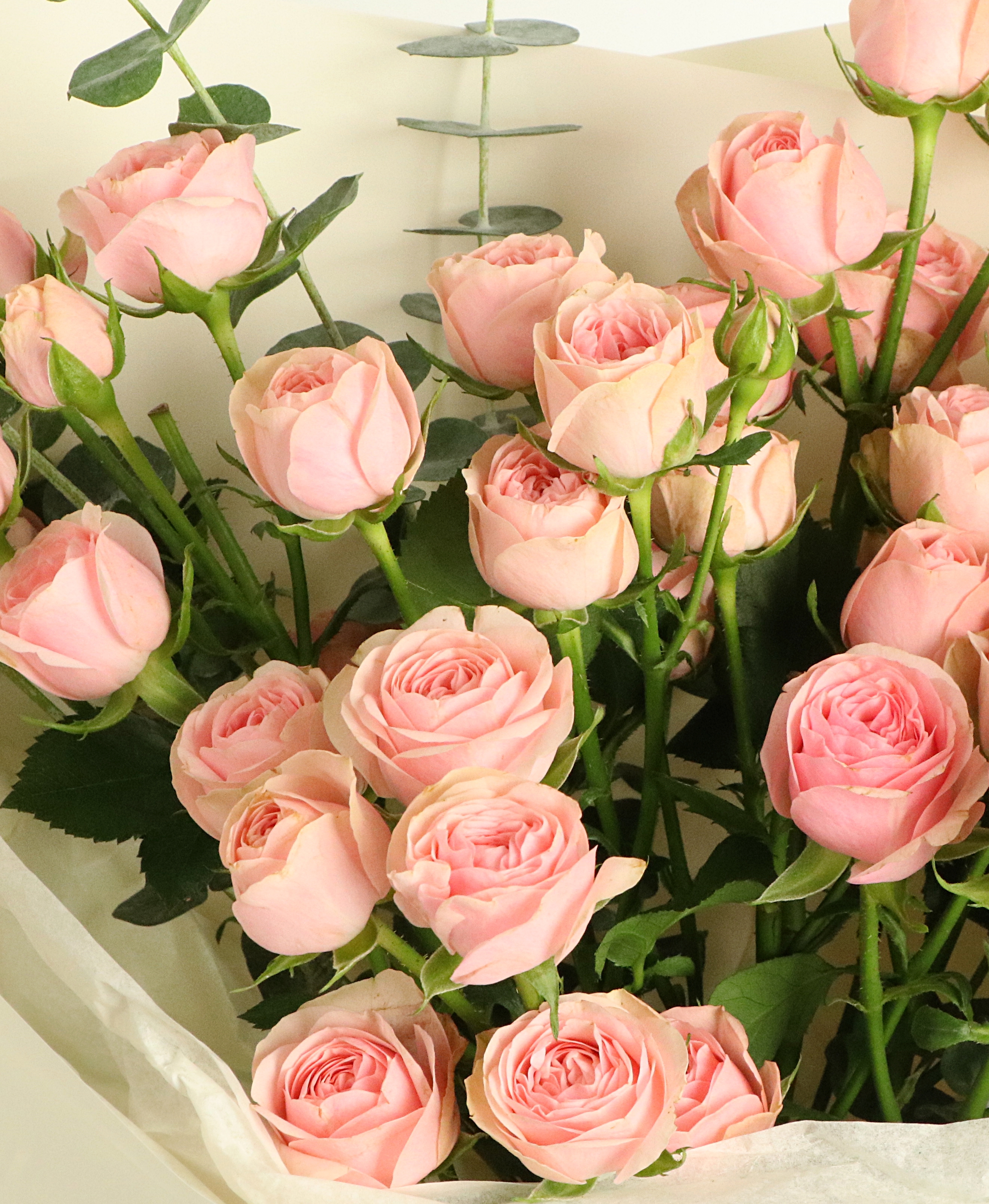 미니 핑크로즈 꽃다발, 장미 자나 생화 장미꽃 생일 졸업 입학 봄 여름 가을 겨울 이미지 2