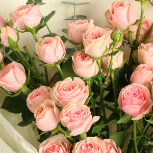 미니 핑크로즈 꽃다발, 장미 자나 생화 장미꽃 생일 졸업 입학 봄 여름 ... 솔직 후기 | 실사용자 리뷰 분석 - 상품 이미지 2