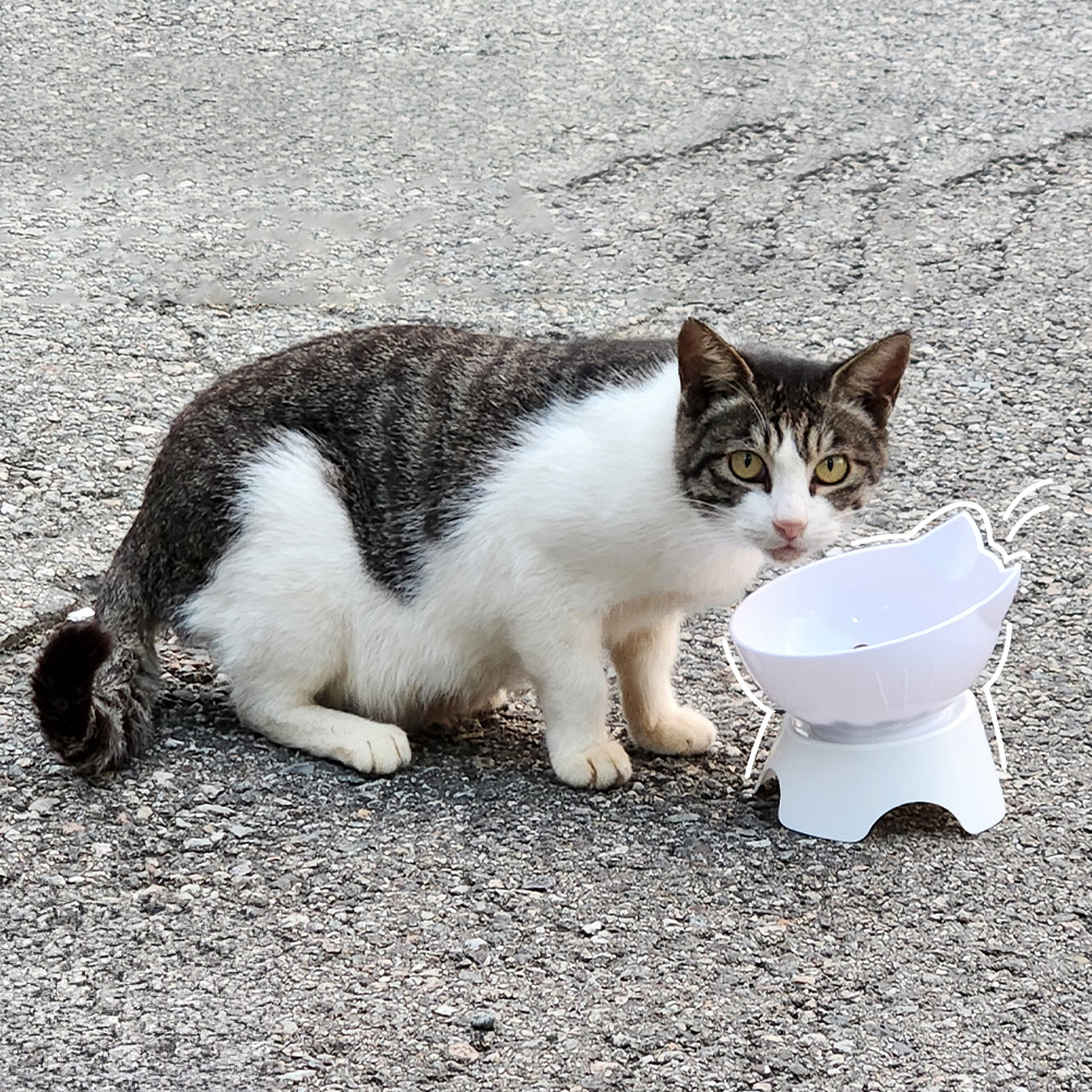 나마스펫 강아지밥그릇 고양이밥그릇 물그릇 식기 쿠앤크 1구