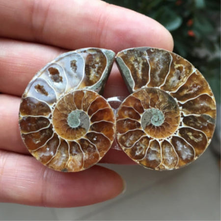 고빅고홈협력사 초등지구학 관찰실험 암모나이트화석 교구 광물샘플 과학수업용 놀이키트 만들기과확