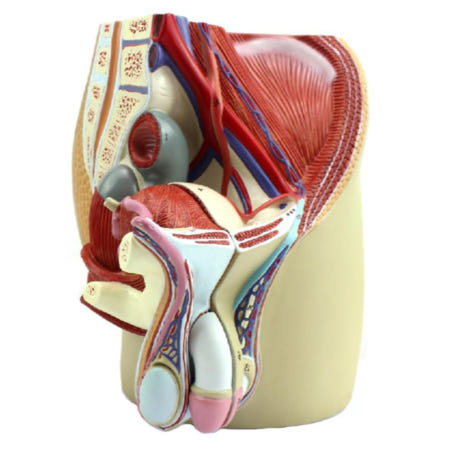해부학 수업용 남성 음경 생식기 구조 모형 불임교육 실습 물품 의학 실험 산부인과