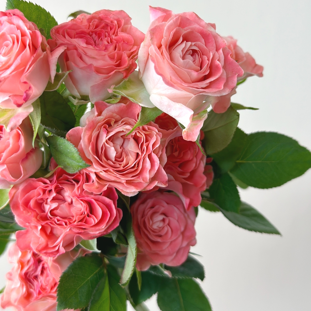 리틀캠든 페어플 장미 생화꽃다발