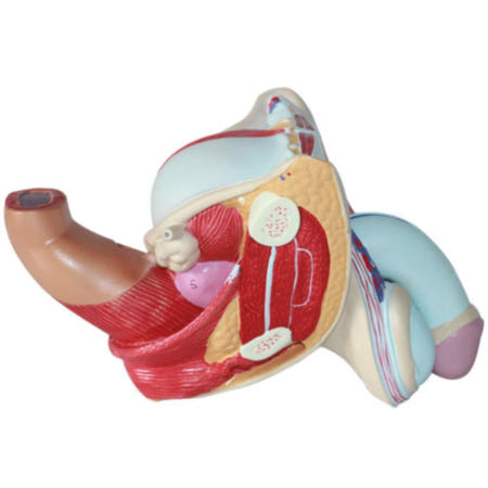 해부학 공부용 남성 생식기 음경 구조 모형 성교육교구 재활 실험 물품 실습 의학