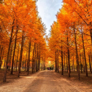 서울 알파카 월드 & 남이섬 (한국정원 옵션) 솔직 후기 | 실사용자 리뷰 분석 - 상품 이미지 4