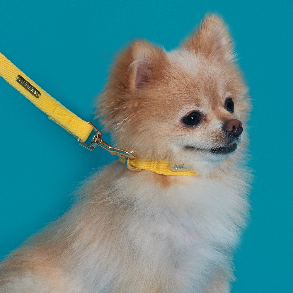 [SET] 국내제작 강아지 코튼 목줄+코튼멀티 리드줄 소형견 중형견 산책 순면100% 제품 이미지