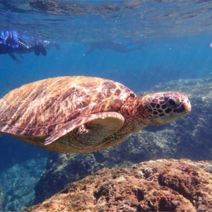 대만  [사진 증정] 샤오류추 스노클링 | 선라이트 스노클링 솔직 후기 | 실사용자 리뷰 분석 - 상품 이미지 3