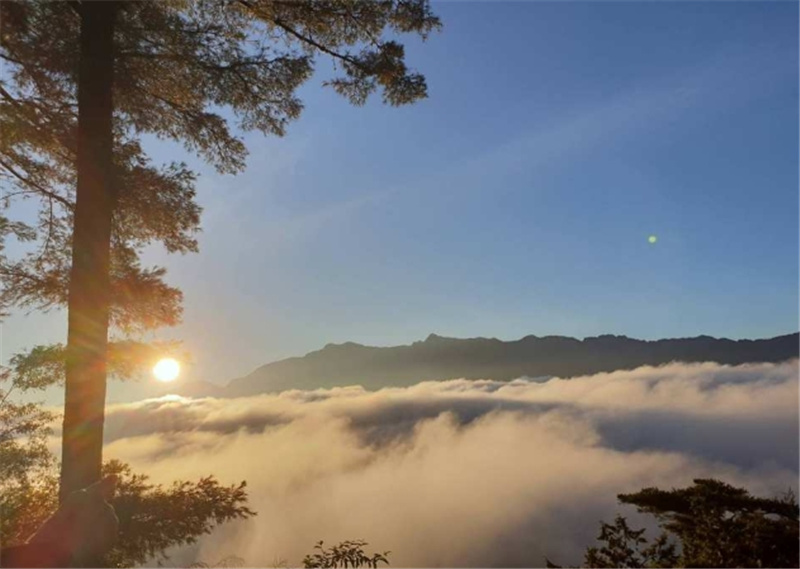 대만 아리산 교통 패키지|타이완하오싱 아리산 라인 티켓 이미지 2