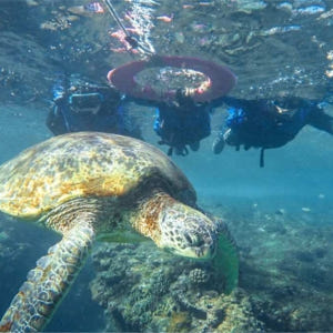 대만  [사진 증정] 샤오류추 스노클링 | 선라이트 스노클링 솔직 후기 | 실사용자 리뷰 분석 - 상품 이미지 1