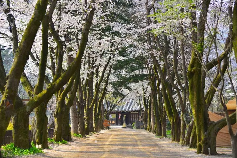 강원도 1일 투어: 남이섬 & 설악산 (서울 출발) | 대한민국 이미지 4