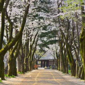 강원도 1일 투어: 남이섬 & 설악산 (서울 출발) | 대한민국 솔직 후기 | 실사용자 리뷰 분석 - 상품 이미지 4