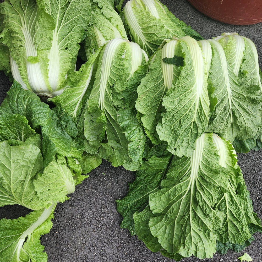 배추절임봉투 절임용 특수 밴드실링 김장비닐봉투 2매