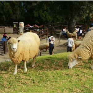 대만 칭징농장 & 고미습지 조인 일일 투어 (타이중 출발) 솔직 후기 | 실사용자 리뷰 분석 - 상품 이미지 1