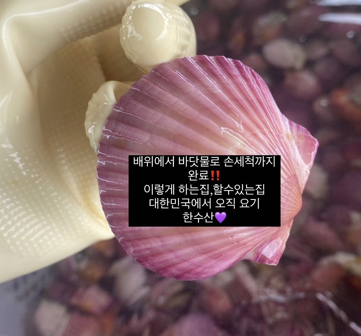 직접키워 더 신선한 (손질세척) 깨끗한 고성 홍가리비1kg 문앞바다