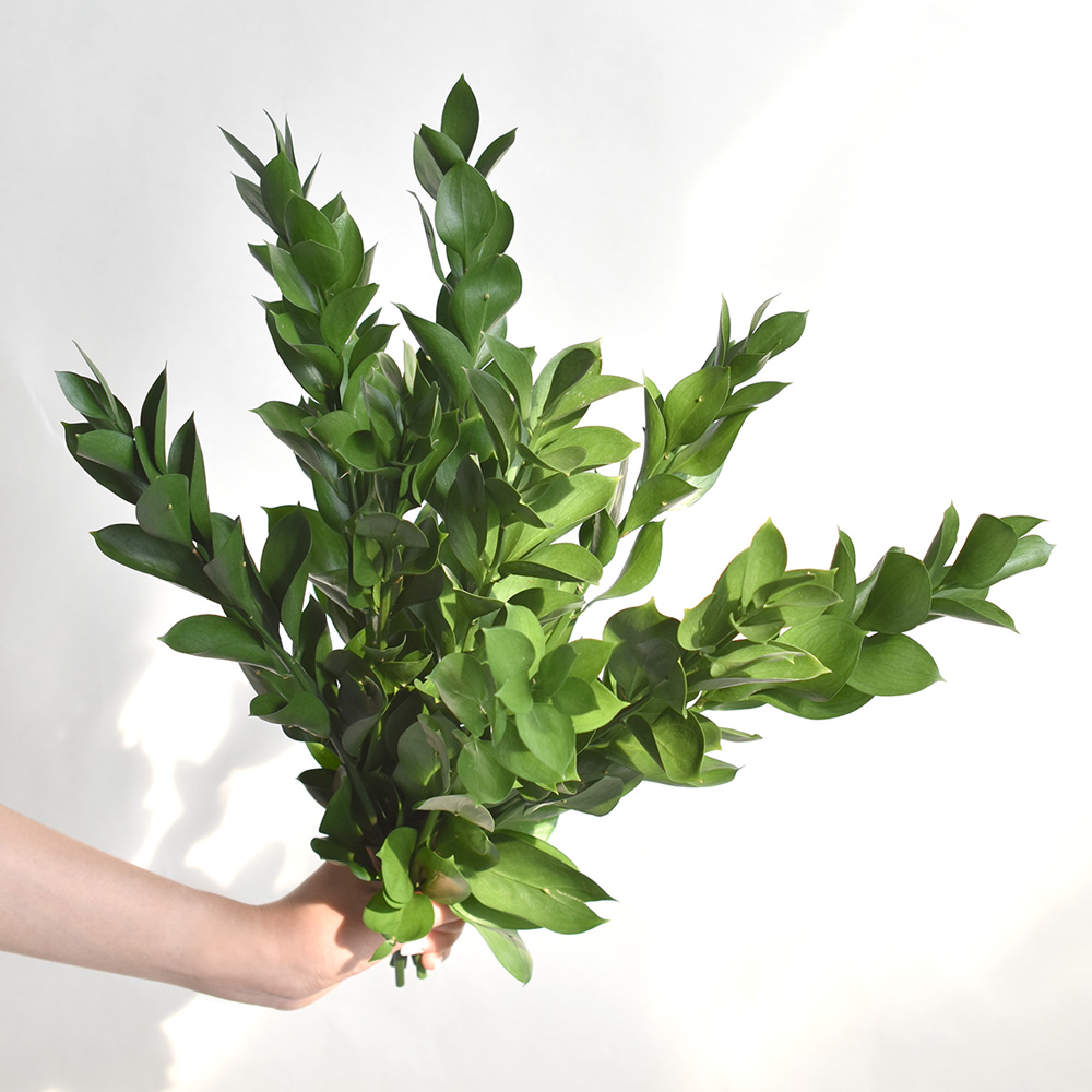 필플랜트 물에서 키우기 쉬운 생화 루스커스 수경재배식물 수생식물 5P 이미지 3