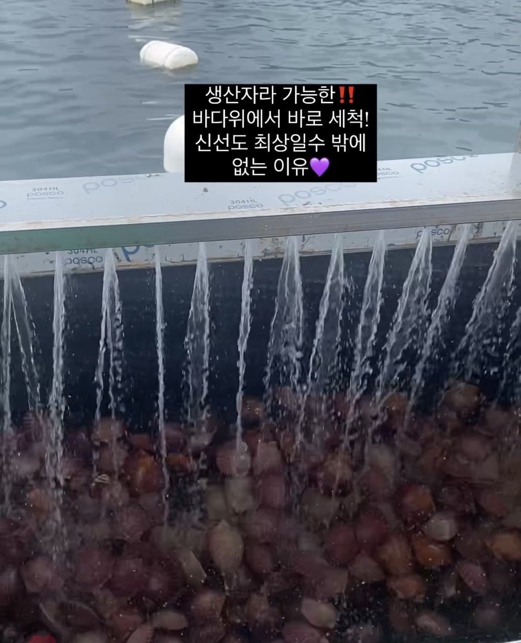 직접키워 더 신선한 (손질세척) 깨끗한 고성 홍가리비1kg 문앞바다