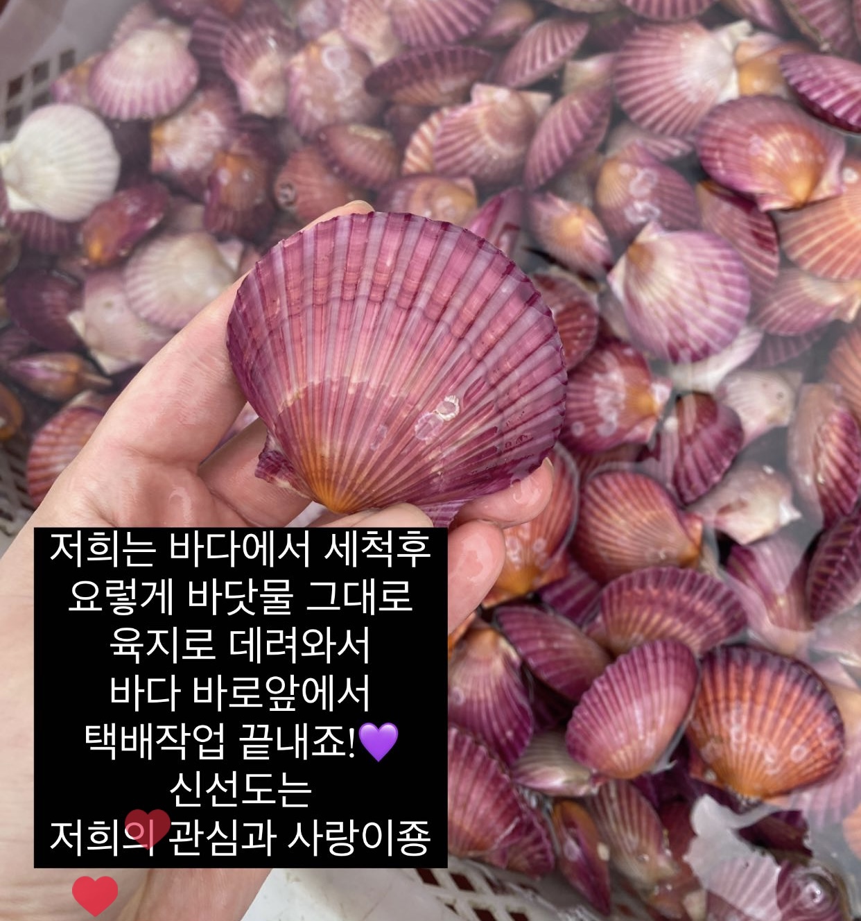 직접키워 더 신선한 (손질세척) 깨끗한 고성 홍가리비1kg 문앞바다