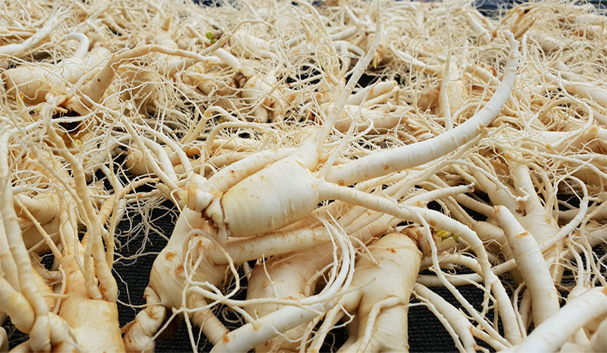 하루 한뿌리 건강한 금산 참 인삼 수삼 세척 중간 파지750g