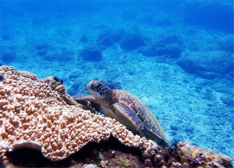 대만 소류구 스노클링 체험 & 수중 촬영 서비스 솔직 후기 | 실사용자 리뷰 분석 - 대표 이미지