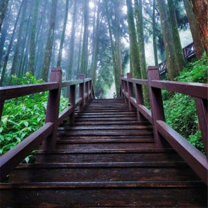 대만  자이 아리산 카풀 1일 교통편 | 펀치후 라오제 & 아리산 (타이... 솔직 후기 | 실사용자 리뷰 분석 - 상품 이미지 3