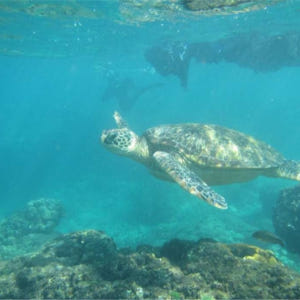 대만 소류구 스노클링 체험 & 수중 촬영 서비스 솔직 후기 | 실사용자 리뷰 분석 - 상품 이미지 2