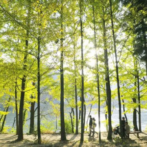 강원도 1일 투어: 남이섬 & 설악산 (서울 출발) | 대한민국 솔직 후기 | 실사용자 리뷰 분석 - 상품 이미지 2