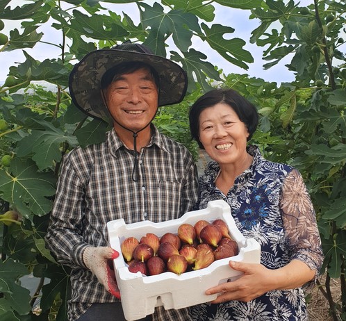 봄봄농원 무화과 홍무화과 청무화과 말랭이 농장직송 GAP