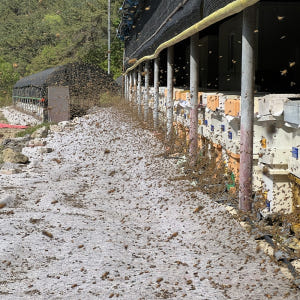 꿀며든다 밤꿀 꿀스틱 국산 12g 90개 맛있게 먹은 솔직 후기 - 상품 이미지 4