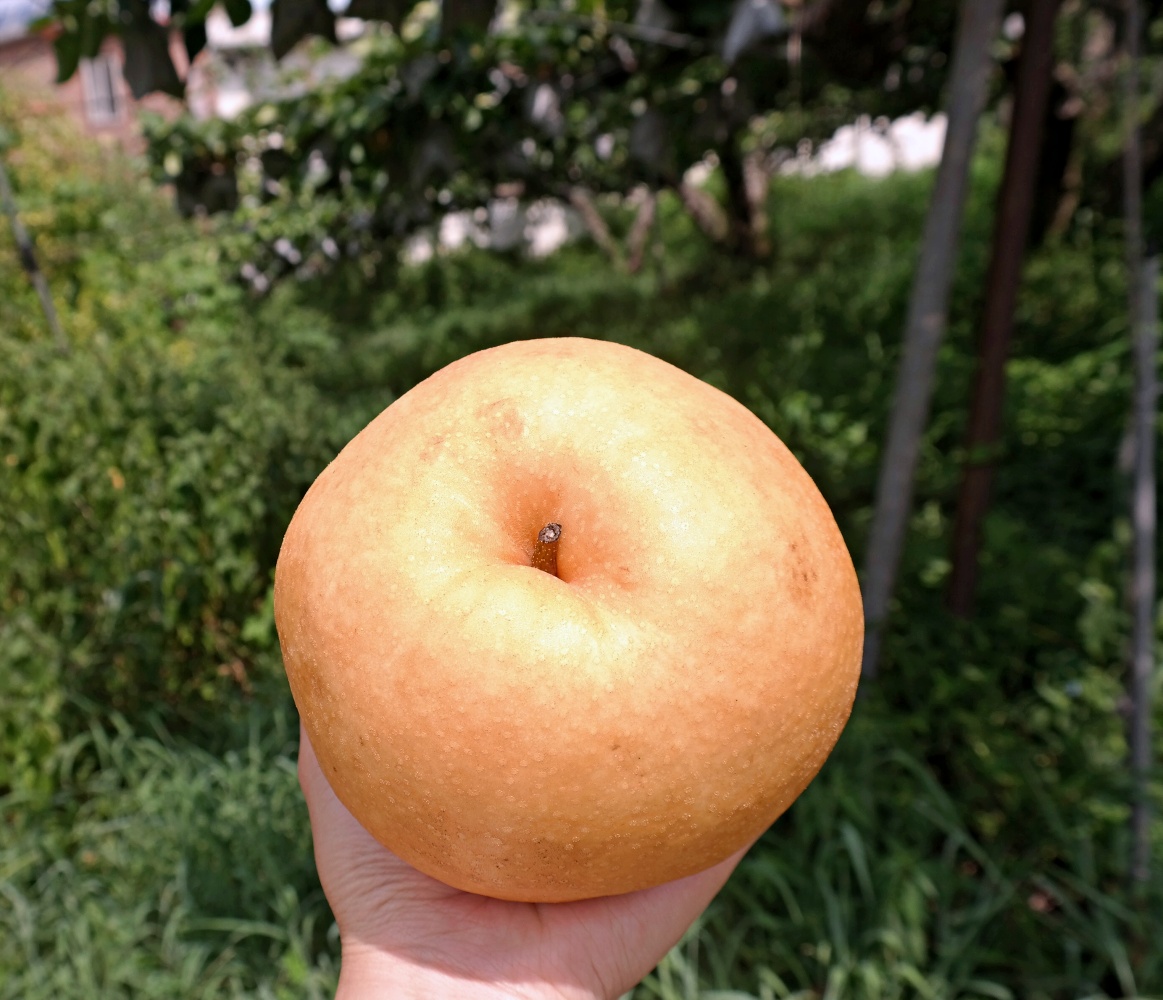 햇 나주배 신고배 3kg 5kg 가정용 못난이 실속형 흠과