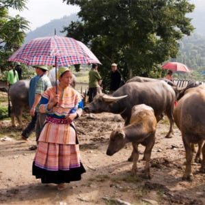 베트남 사파 박하 시장 & 반포 마을 일일 투어 (사파 출발) 솔직 후기 | 실사용자 리뷰 분석 - 상품 이미지 3