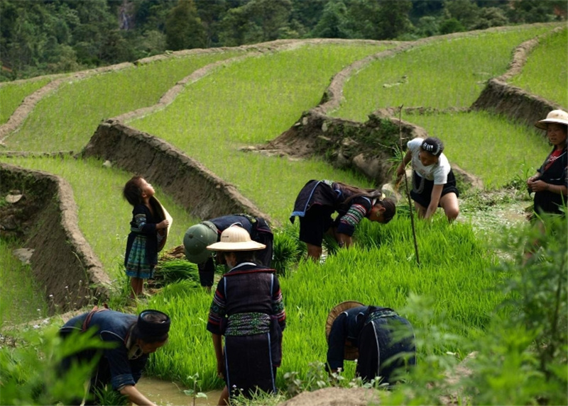 사파 1박 2일 투어 (판시판 케이블카 또는 모아나 뷰 선택 가능 / 하노이 출발) 이미지 4