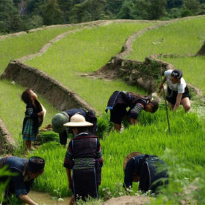 사파 1박 2일 투어 (판시판 케이블카 또는 모아나 뷰 선택 가능 / 하... 솔직 후기 | 실사용자 리뷰 분석 - 상품 이미지 4
