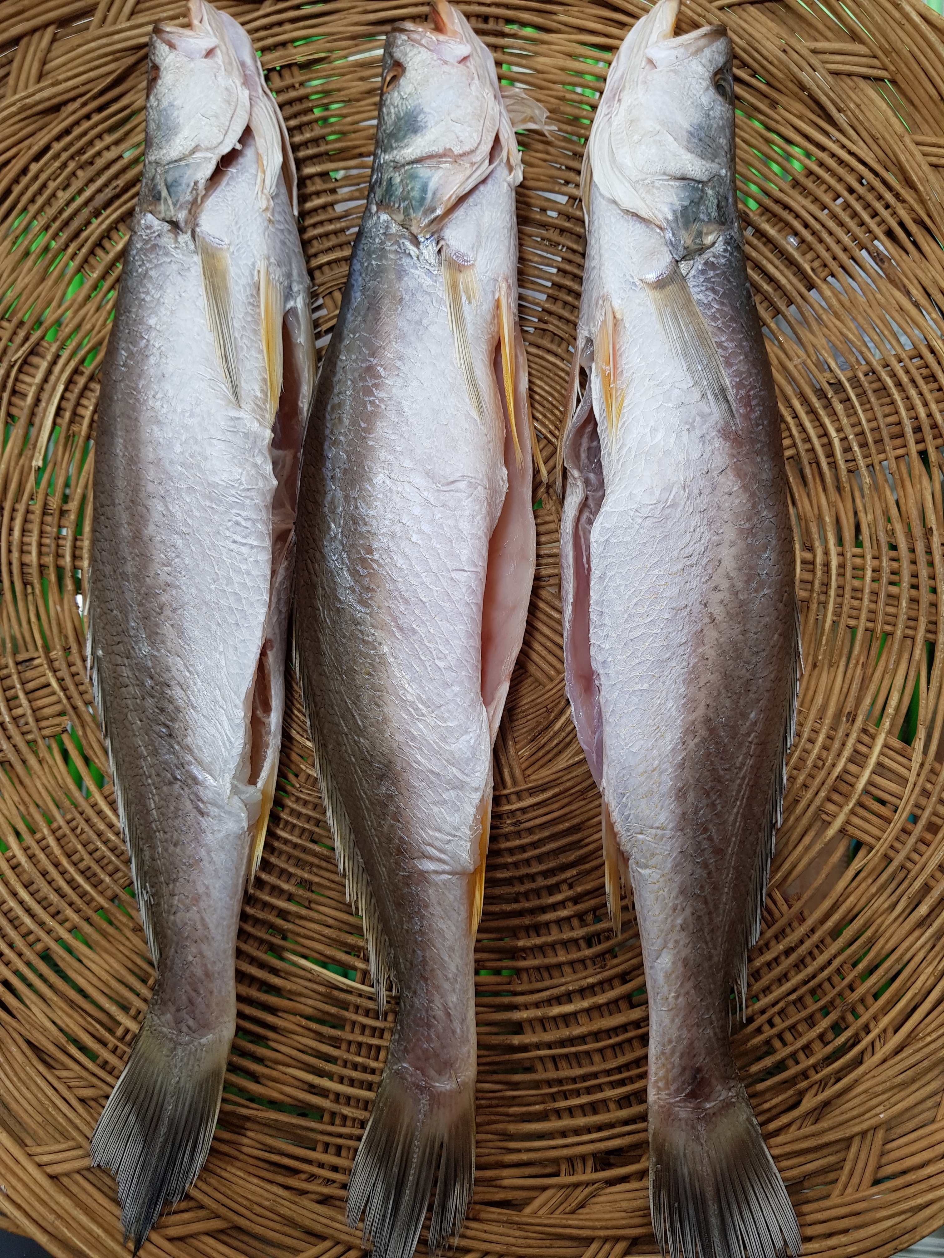 조기 소자 5마리 30cm - 상세 이미지 5