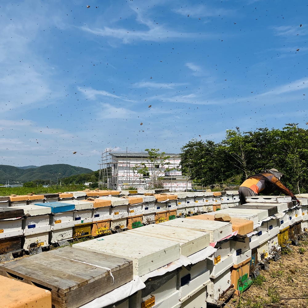 꿀며든다 밤꿀 꿀스틱 국산 12g 90개 이미지 3