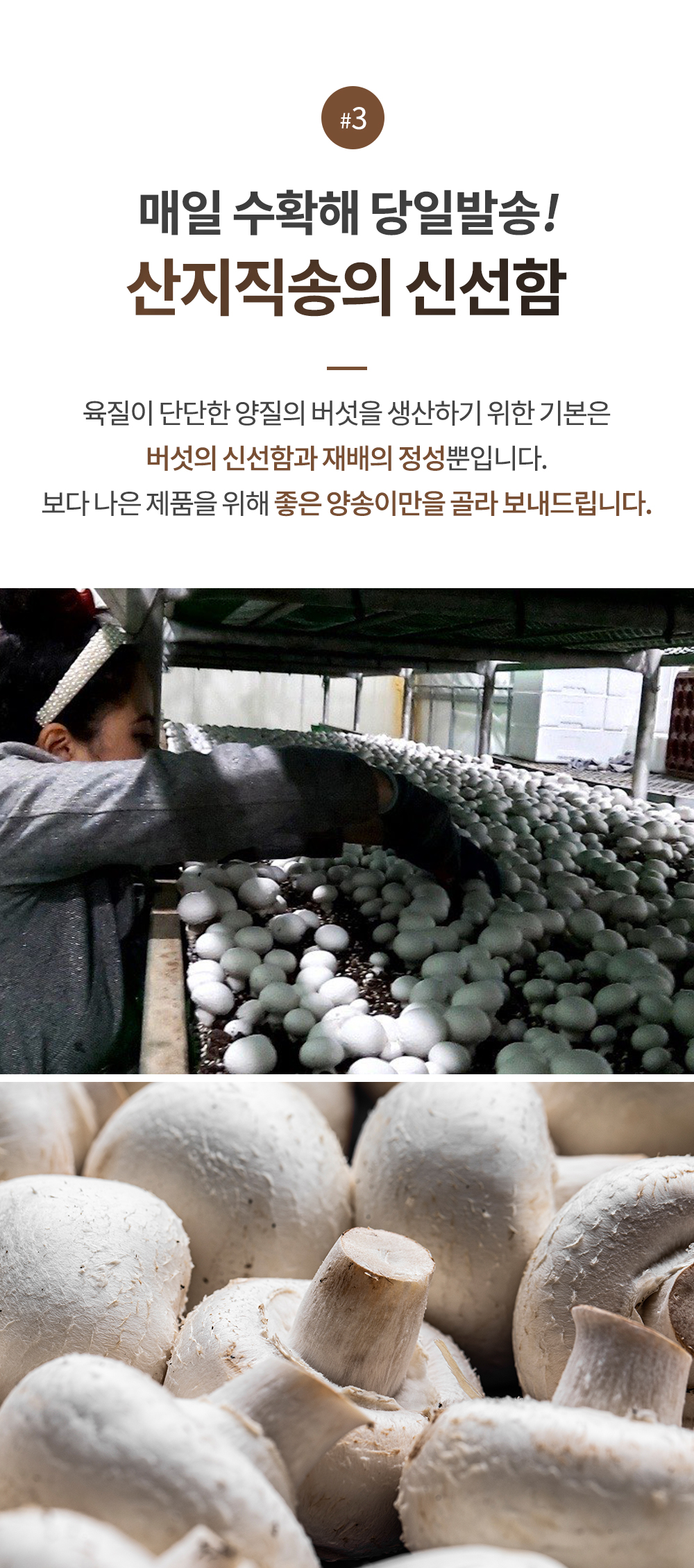 부여 양송이버섯 양송이버섯 2kg 신선한 농가직송 양송이버섯 선택법 양송이버섯 맛있게 즐기기