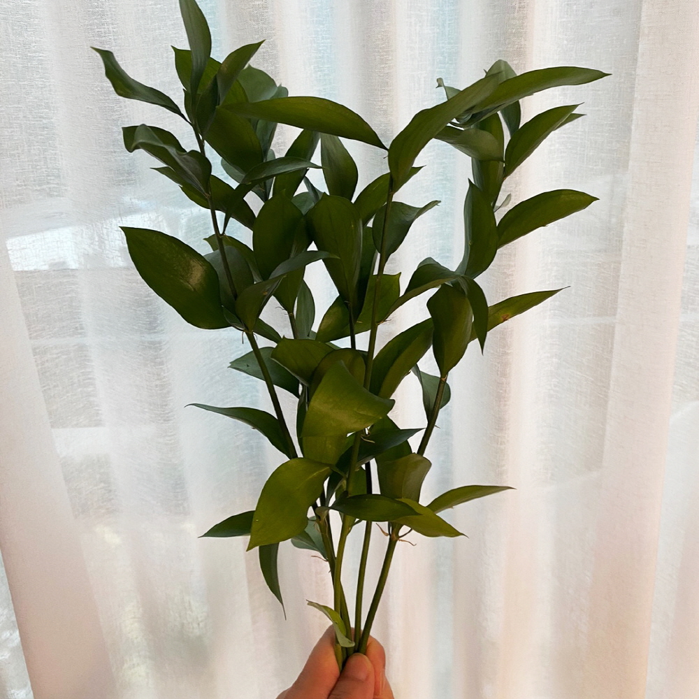 루스커스 유스커스 1줄기 꽃배달싼곳 양재꽃시장 생화택배 이미지 3