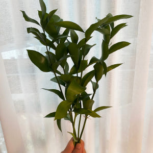 루스커스 유스커스 1줄기 꽃배달싼곳 양재꽃시장 생화택배 솔직 후기 | 실사용자 리뷰 분석 - 상품 이미지 3