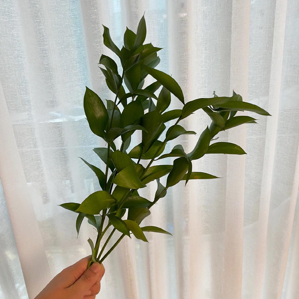 루스커스 유스커스 1줄기 꽃배달싼곳 양재꽃시장 생화택배 이미지 4