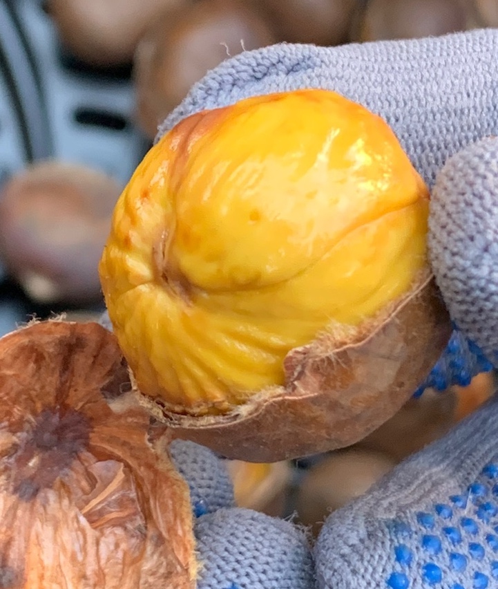 약단밤 칼집밤 생율 옥광 군밤 맛밤 - 상품 이미지
