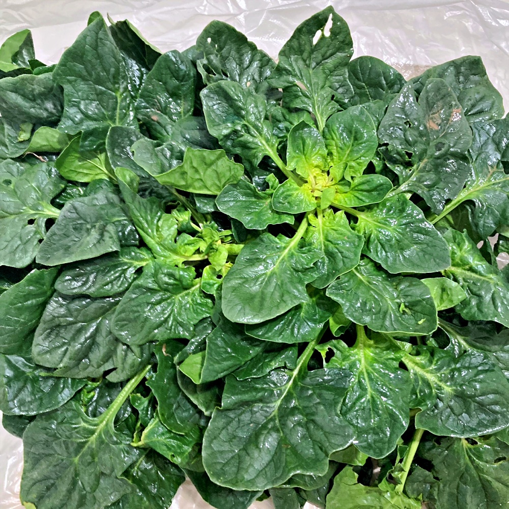 보물초 신안 비금섬초 남해 비금도 노지 시금치 1kg 4kg - 상세 이미지 4
